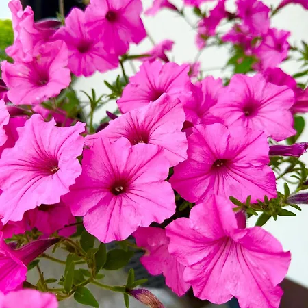 Bezdroza Mazurskie 홈스테이